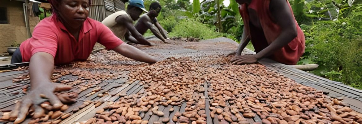 Farmers Drying Cocoa