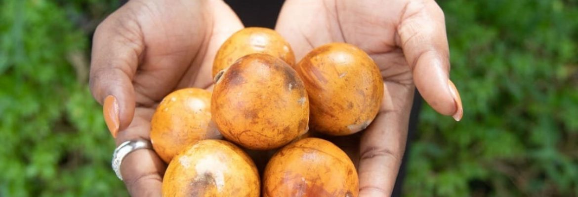 African Star Apple And Its Benefits Farm360